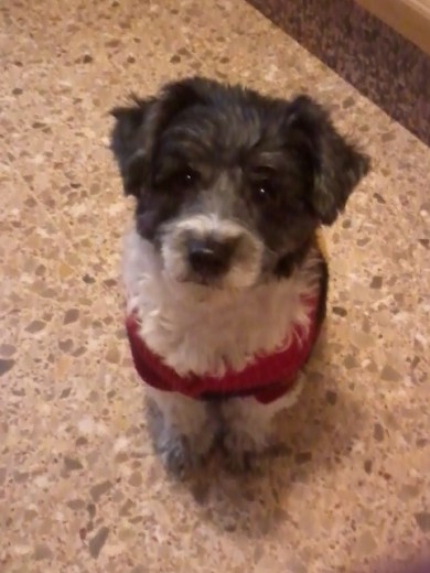 Perlita con su jersey de invierno.